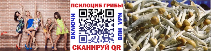 сколько стоит  Ижевск  Псилоцибиновые грибы Psilocybe 